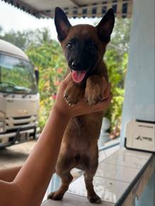Belgian Malinois