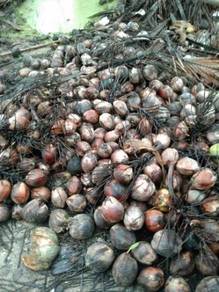 Benih kelapa TUA pandan buat benih