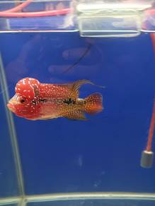 Ikan Flowerhorn Kamfa Two Tone_06