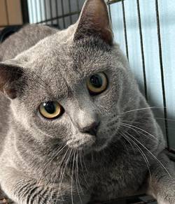 kucing bsh
