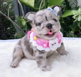 FRENCH BULLDOG PUPPIES 🌻VIP130 Long Fur / Girl