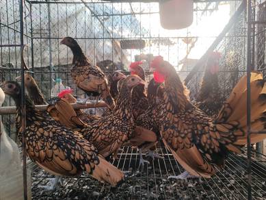 Ayam batik gold 