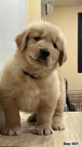 Golden Retriever Puppy GP03 - MALE