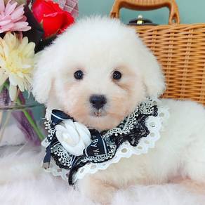 Poodle