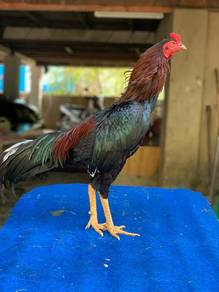 ayam baka baik 