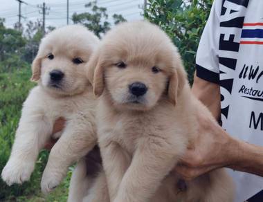 Golden Rettiver p