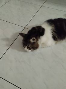 main coon mix persian