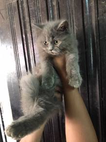 BLH kitten male