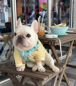 French Bulldog