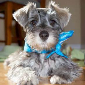 Schnauzer