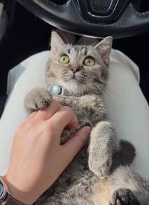 British shorthair