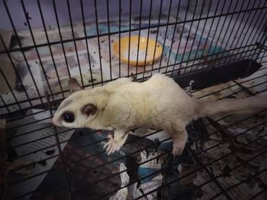 sugar gliders