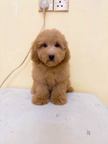 Bichonpoo