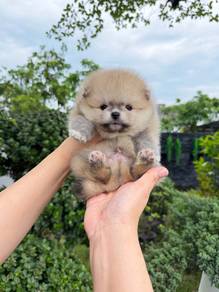 Tiny Pomeranian male female pup