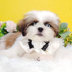 Shih Tzu