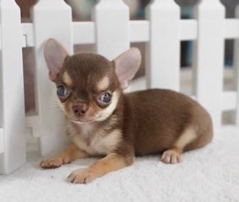 CHIHUAHUA PUPPIES 252🌷Head Apple Cute Dog Boy