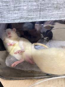 dumbo rat siap sangkar dengan botol minum