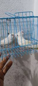 burung baji albino