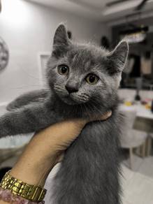 Kitten BSH Mix American Curl