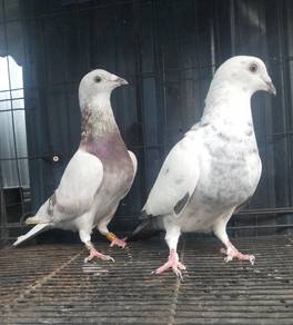 burung merpati racing homer induk 