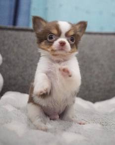 CHIHUAHUA PUPPIES VIP232🌷Head Apple Cute Dog