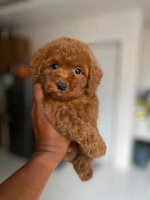 Cavapoo male and female available 