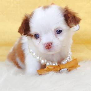 Chihuahua