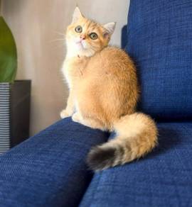 Golden Bsh Kitten