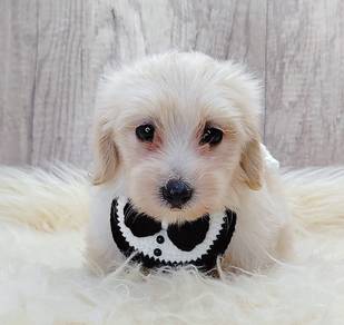 Maltipoo