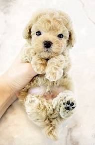 BVV7700 Tiny Poodle little furry sweetheart puppy