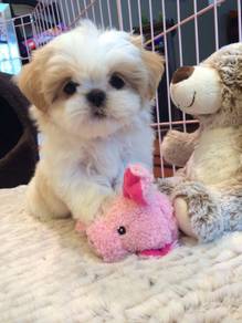 F8809 Frolicsome Shih Tzu Cute And Adorable Little