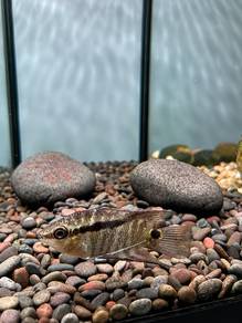 Festivum Cichlid