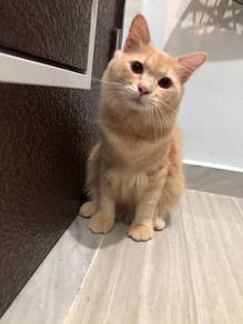 Cat / Kucing