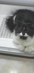 domestic long hair cat