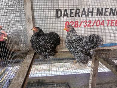 ayam perkin