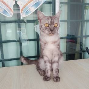 BrITISH SHoRT hair mix Persian 