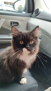 Kucing