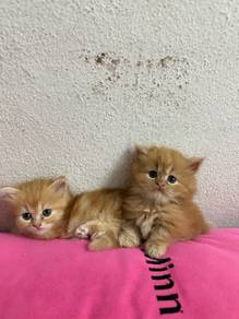Male Female Munchkin