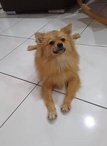 Pomeranian