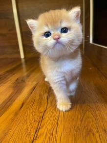 British Short Hair Golden