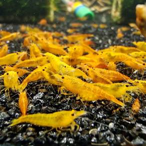 Homebreed Neocaridina Shrimp (Cherry Shrimp)
