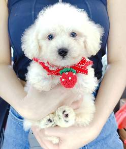 Poodle