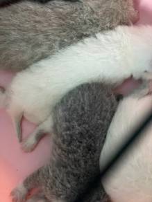 Baby miow Bsh color