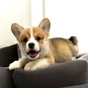Welsh corgi good quality