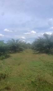 Agricultural Land in Bandar Baharu, KDH