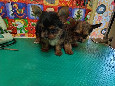 Yorkshire Rare color Puppies