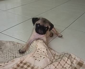 Pug 