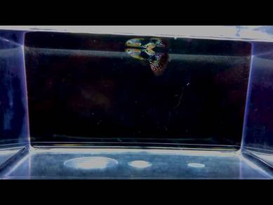 Galaxy Mosaic Guppy