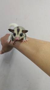 Jantan mosaic sugar glider