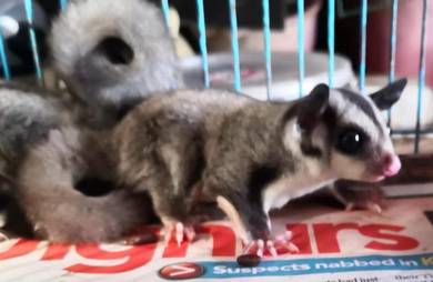 Sugar Glider jinak, manja dan sangat sihat